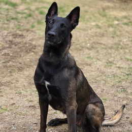 Misery - Belgian Malinois
