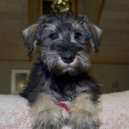 Chase - Black and silver male Miniature Schnauzer puppy in Akeley, Minnesota from Great Northern Schnauzers