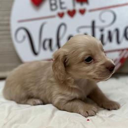 Ace - Cream male Dachshund puppy in Cherry Tree, Oklahoma from Peavine Creek Dachshunds