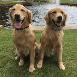 Golden Retriever Puppies from Rusty Creek Retrievers