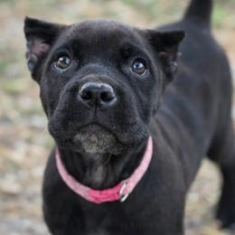Girl 1 - Black female Cane Corso puppy in Sandia, Texas from OneTime Cane Corso