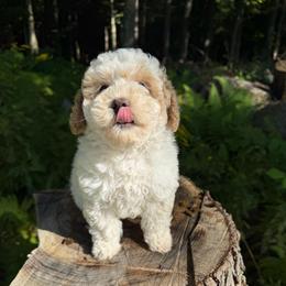Valor - Parti male Goldendoodle puppy in Cherry Tree, Pennsylvania from Plum Creek Acres Next Generation