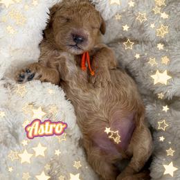 Astro - Cream male Goldendoodle puppy in Miami Dade County, Florida from Doodle Lovers