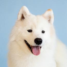 AL - Samoyed