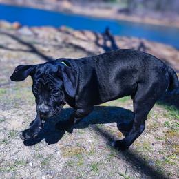 Cane Corso Puppies from Catawba Cane Corso