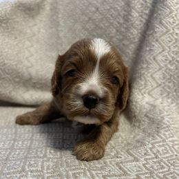 Boy 2 - Apricot male Cavapoo puppy in Milan, Illinois from Poppy Garden Doodles