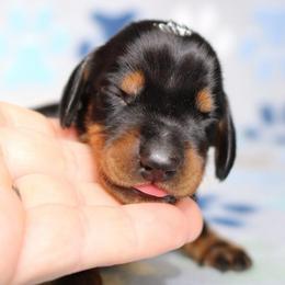 Head Black and Tan Male - Black and tan male Dachshund puppy in Red Bud, Illinois from Midwest Miniature Dachshunds
