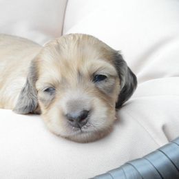 Dachshund Puppies from Dreamheart Dachshunds