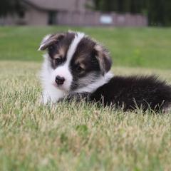 Wolverine - Black and tan male Pembroke Welsh Corgi puppy in Leo, Indiana from Vom Musselman German Shepherds and Forte Pembroke Welsh Corgis