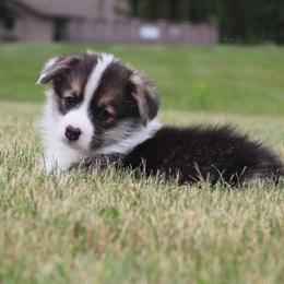 Wolverine - Black and tan male Pembroke Welsh Corgi puppy in Leo, Indiana from Vom Musselman German Shepherds and Forte Pembroke Welsh Corgis
