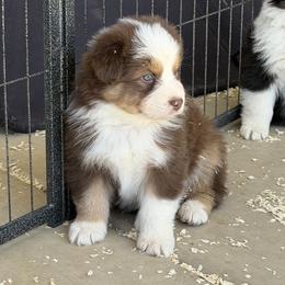 Boy 3 - Red tri-color male Australian Shepherd puppy in Phoenix, Arizona from Heartfire Aussies