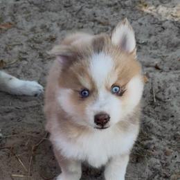 Hero - Merle male Pomsky puppy in Spring Hill, Florida from PDQ Pomskies