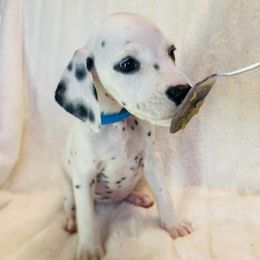 Miss Blue - White and black female Dalmatian puppy in Chehalis, Washington from Dalmatian Vacation