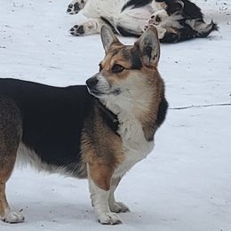 Arrow - Pembroke Welsh Corgi