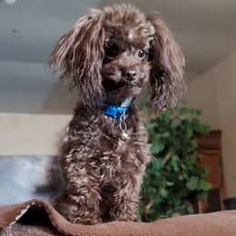 Toby - Poodle