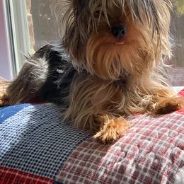 Yorkshire Terrier All Grown Up from Rocketeer Yorkies