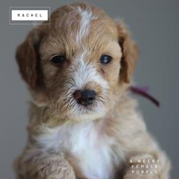 Rachel - Parti female Goldendoodle puppy in Lawton, Oklahoma from Nova's Minidoodles