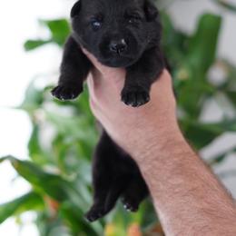 Cash - Sable male German Shepherd puppy in Coarsegold, California from Yosemite Shepherds