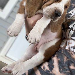 Basset Hound Puppies from Blessed Bassets