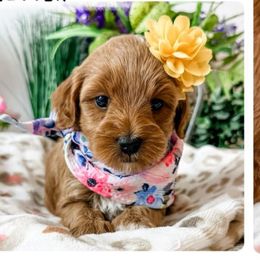 Tammy Wynette - Red  female Goldendoodle puppy in Pleasant Grove, Utah from Destination Doodles