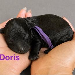 Doris - Phantom female Poodle puppy in Ardmore, Oklahoma from The Poodles of Green Acres