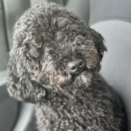 Dixie - Goldendoodle