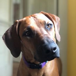 Rhodesian Ridgeback All Grown Up from Stoneridge Ridgebacks