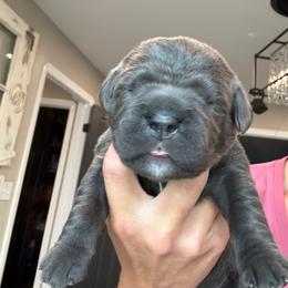 Grey female small white stripe on chest pink collar - Gray female Cane Corso puppy in Cherry Valley, California from Liberty Corsos