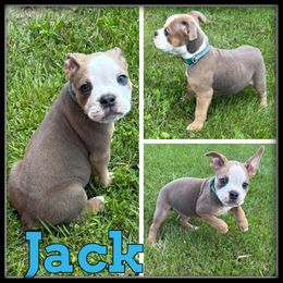 Jack - Fawn and white male Olde English Bulldogge puppy in Wheeler, Michigan from Haase Family Kennels