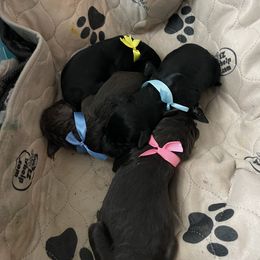 Goldendoodle Puppies from Fluff Puff Doodles