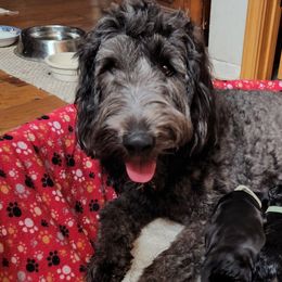 Double Doodles and Labradoodles from Superdoodles of San Antonio