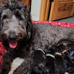 Double Doodles and Labradoodles from Superdoodles of San Antonio