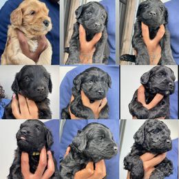 Labradoodle Puppies from Koko's Klub
