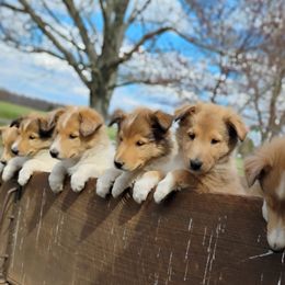 Collie Puppies from Circle H Farm