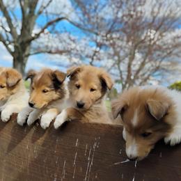 Collie Puppies from Circle H Farm