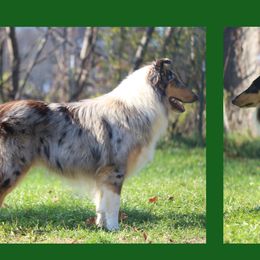 Collie All Grown Up from Wellsmere Collies