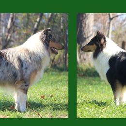 Collie All Grown Up from Wellsmere Collies