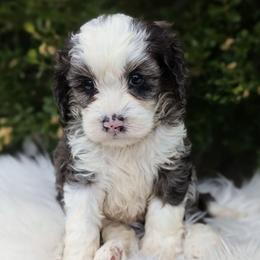 Izzy - Merle female Cockapoo puppy in Salt Lake City, Utah from Utah Cocker Spaniels