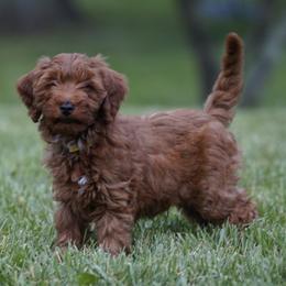 Stormy - Red  male Goldendoodle puppy in Augusta, West Virginia from Creation Goldedoodles