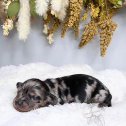 Oakley - Dapple male Dachshund puppy in Redding, California from Jean & Mae Doxies