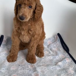 Chris - Red  male Poodle puppy in Mount Vernon, Illinois from AMC Poodles