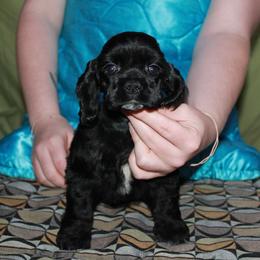 Blackie - Black female Cocker Spaniel puppy in Charleston, Tennessee from Nefer's Kennel