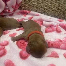 Red - Ruby male Cavalier King Charles Spaniel puppy in London, Arkansas from Frosty’s Cavaliers
