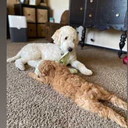 Goldendoodle Puppies from Columbia River Doodles