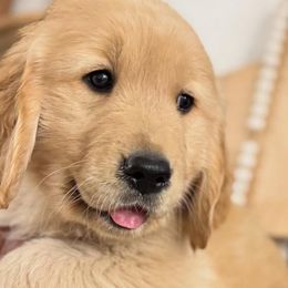 Golden Retrievers from San Tan Valley Goldens