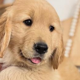 Golden Retrievers from San Tan Valley Goldens