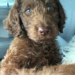 Poodle Puppies from Loving Labs TN