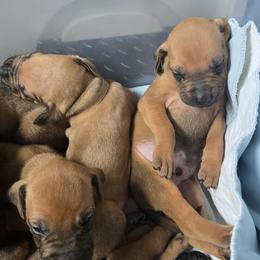 Rhodesian Ridgeback Puppies from Chilolo