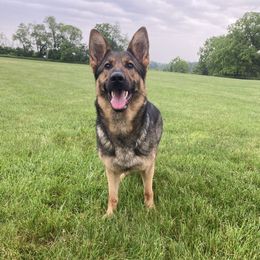 Evie - German Shepherd