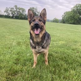 Evie - German Shepherd